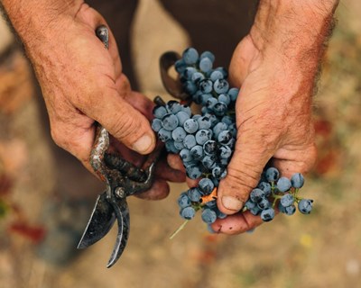 CVR alentejana prevê aumento da produção de vinho