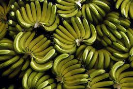 Alerta da FAO para doença nas Bananas