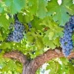Algarve com aumentos de 20 por cento na produção de uva e 10 por cento no vinho