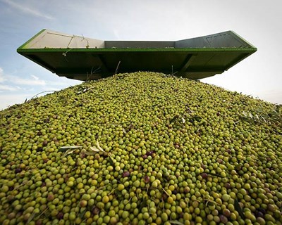Alqueva transformou Portugal no 4º exportador mundial de azeite