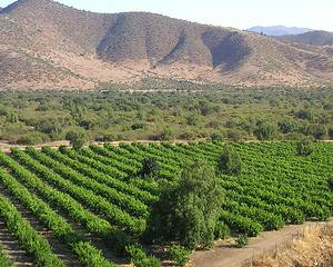 Alterações Climáticas aceleram o amadurecimento das uvas na Produção de Vinho