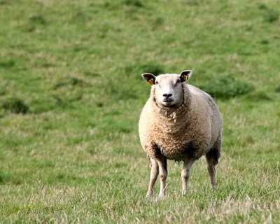 Alterações climáticas e produção animal - Bibliografia