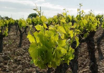 Alterações climáticas vão afetar a viticultura europeia