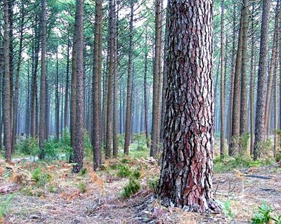 ANEFA teme pelo fim das empresas florestais