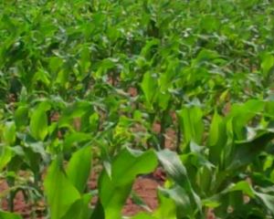 Angola: Ausência de meios tecnológicos na Agricultura condiciona aumento da Produção