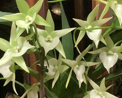 Angraecum: um género botânico pertencente à família das orquídeas