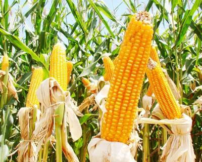 ANPROMIS alerta para constrangimentos e expectativas dos produtores de milho