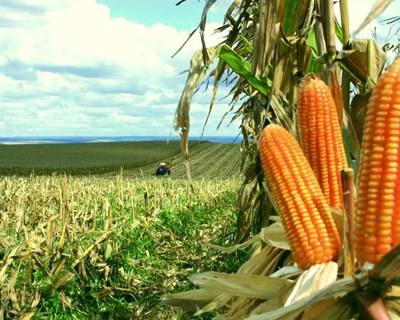 Anpromis vai formar produtores de milho por todo o país
