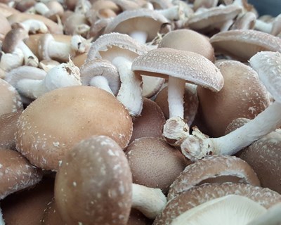 Anteprojeto de cogumelos shiitake (Lentinula edodes) em modo de produção biológico