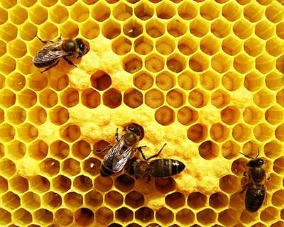 Apicultura de Precisão: desenvolvida colmeia inteligente para salvar abelhas