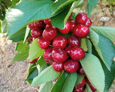 Aplicação de bioestimulantes em cerejeira: incremento sustentável da qualidade do fruto