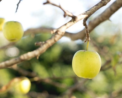 Apresentação de Grupos Operacionais nas fileiras da Maçã, Prunóideas e Tomate de Estufa