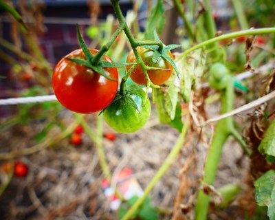 Apresentação mundial de solução tecnológica para a cultura de tomate