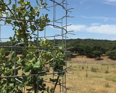 Apresentação Protector Cactus: o melhor protetor florestal do mercado