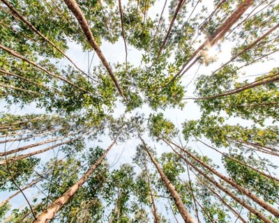 Aprovadas medidas contra plantação ilegal de eucaliptos