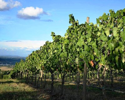 Aprovados apoios para o setor da vitivinicultura afetado por intempéries