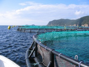 Aquacultura em Portugal – constrangimentos e oportunidades