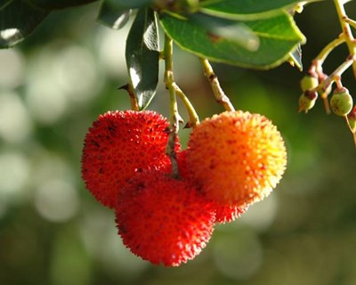 Arbutus promove oficina sobre cultivo do medronheiro