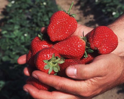 Área de agricultura orgânica de Portugal é das mais baixas da União Europeia