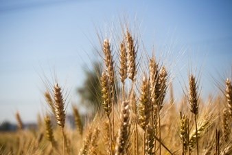 Área de cereais de inverno decresce pelo sétimo ano consecutivo