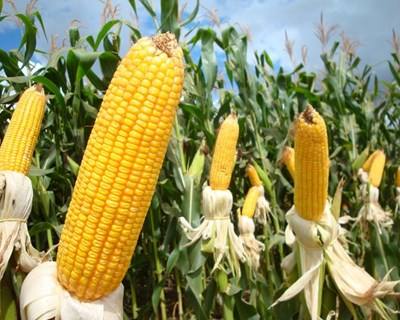 Área de cultivo de milho transgénico baixa cerca de 12% em 2016