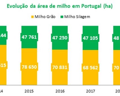 Área de milho aumenta em Portugal