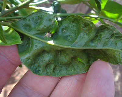 Áreas de gestão fitossanitária para a Ceratitis capitata e Trioza erytreae