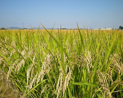 Arroz mantém produção da campanha anterior