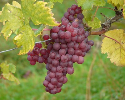 As leveduras vínicas não convencionais na produção de vinho - Bibliografia