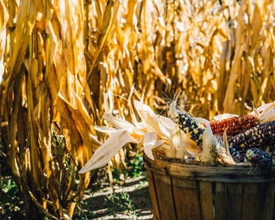 As perspetivas europeias para os setores agrícolas