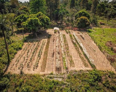 As vantagens dos sistemas agrícolas e florestais mistos