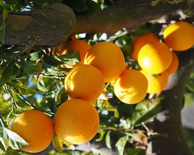 ASAE no controlo da praga Trioza Erytreae em citrinos