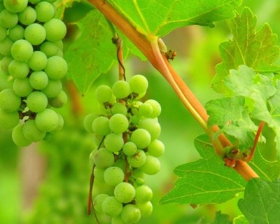 ATAHCA promove curso de viticultura