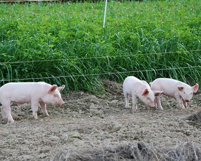 Aumenta o número de empresas nacionais a exportarem carne suína para a China