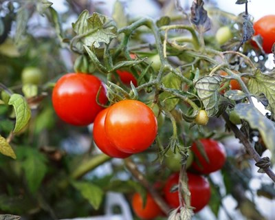 Avaliação biológica de extractos de plantas aromáticas e medicinais no controlo de bactérias fitopatogénicas do tomateiro