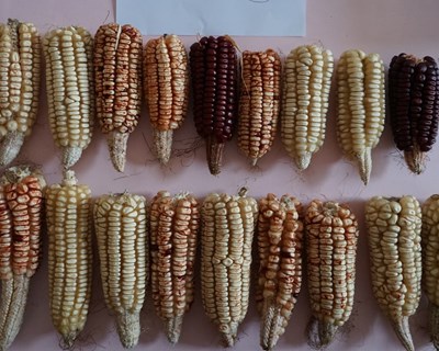Avaliação de recursos genéticos de milho açoriano em agricultura biológica e convencional