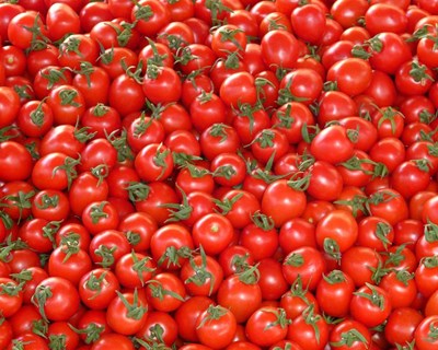 Avaliação do sistema de condução de tomate enxertado em cultura protegida na produtividade e qualidade dos frutos