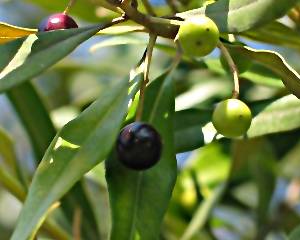 Azeite: preço sobe na Grécia e em Itália, desce na Espanha e na Tunísia
