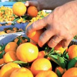 Bactéria da Ásia ameaça pomares de laranjas nos EUA