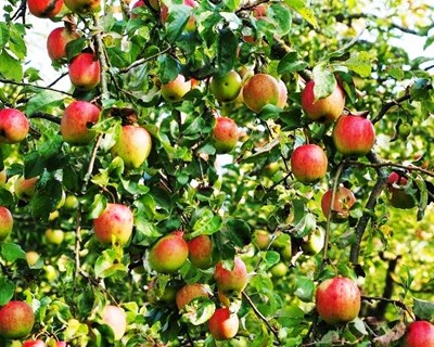 Badajoz acolhe X Simpósio Ibérico de Maturação e Pós-Colheita