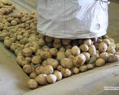 “Balanço de Campanha da Batata” terá lugar no dia 29 de novembro