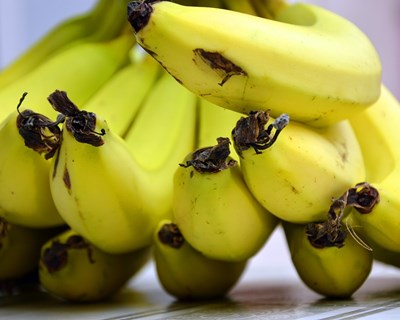 Bananeiras colombianas infetadas com fungo R4T