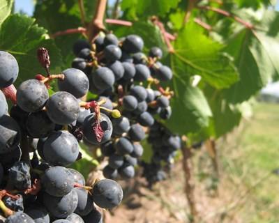 Beira Interior: exportação de vinhos aumentou em 2014
