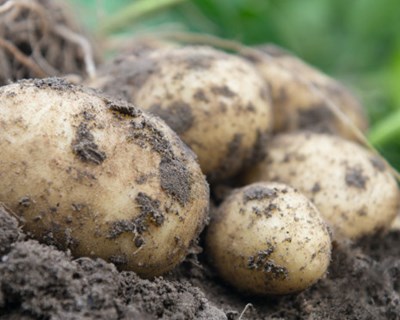 Bejo introduz a sua primeira variedade de True Potato Seed
