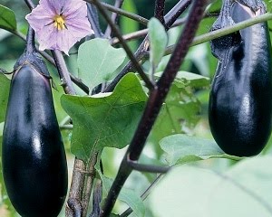 Beringelas cultivadas ao ar livre têm maior poder antioxidante