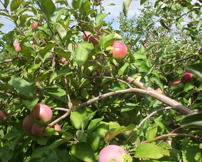 Boas práticas para a cultura da macieira em modo de produção biológico na Região do Minho
