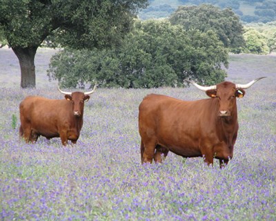 BovINE – Novo projeto europeu para a sustentabilidade da produção de bovinos