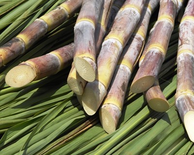 Brasil: cana-de-açúcar em destaque em São Paulo
