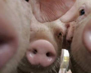 Brasil exporta pela primeira vez carne de porco para os E.U.A.