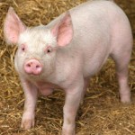 Brasil perto de ser o maior produtor de carne de porco do mundo